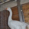 Emdemer Gans weiss